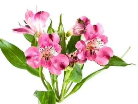 Astromelia Stem