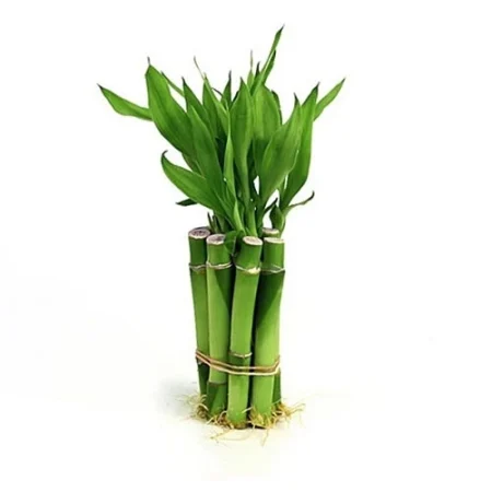 Bamboo Sticks
