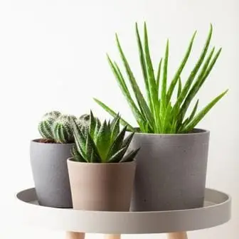 Cactus Trio