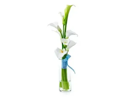 Calla Stem