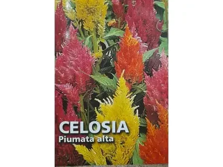Celosia Plumosa Seeds
