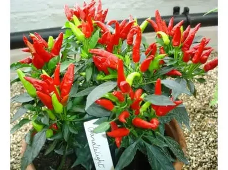 Chili Plant - Bżar Taċ-Chili