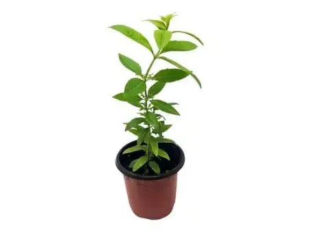 Citronella- Aluissa