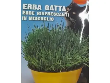 Erba Gatta Seeds