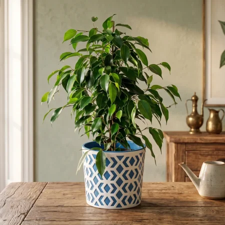 Ficus Green