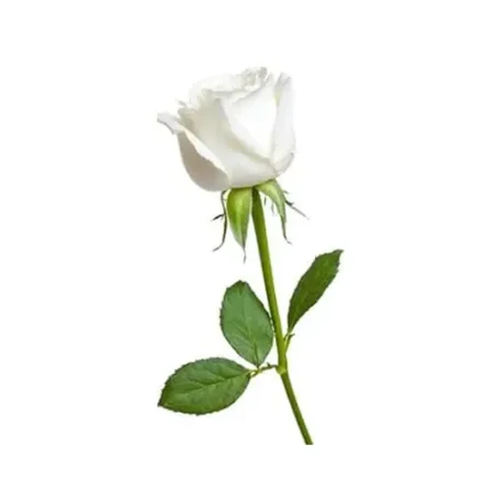 Fresh Single White Rose