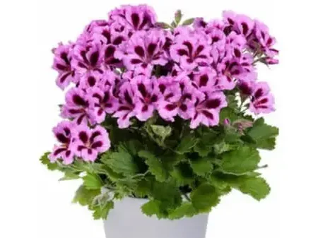 Geranium