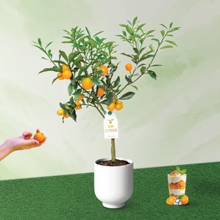 Kumquat