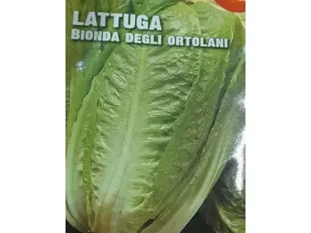 Lattuga Bionda Seeds