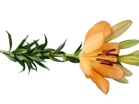 Lilium Stem