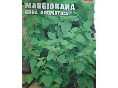 Maggiorana Seeds