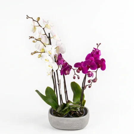 Orchid Delight
