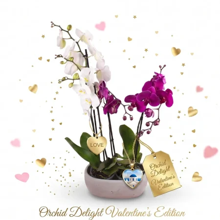 Orchid Delight Valentines Edition