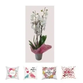 Orchid Mother's Day Edition