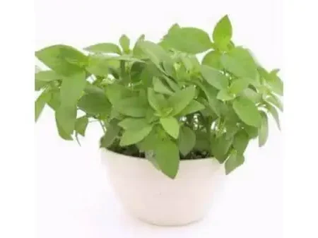 Oregano - Origano
