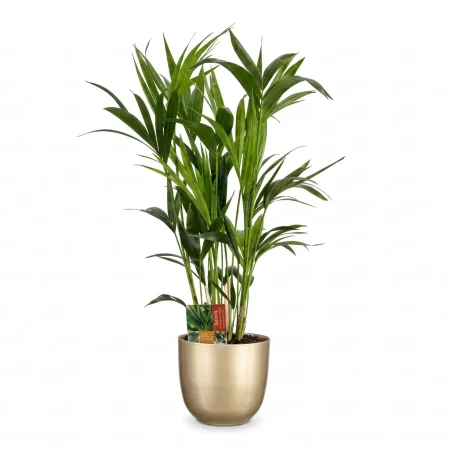 Chamaedorea In Pot