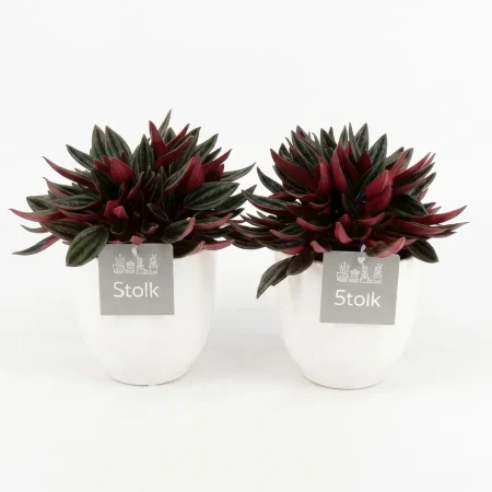 Pepperomia Rosso