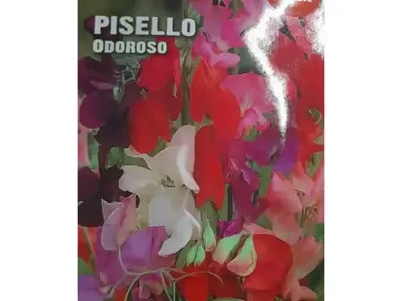 Pisello Odoroso Seeds