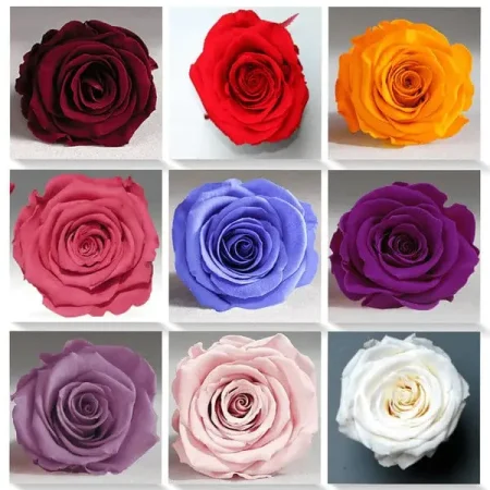 Preserved Rose White