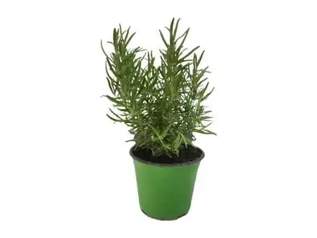 Rosemary - Klin