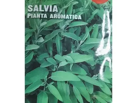 Salvia Seeds