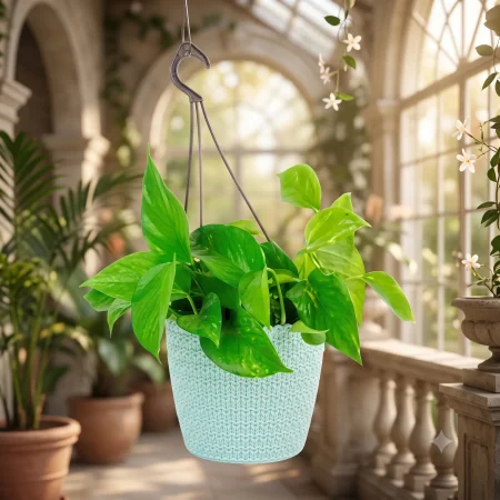 Scindapsus Hanging