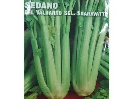 Sedano Seeds