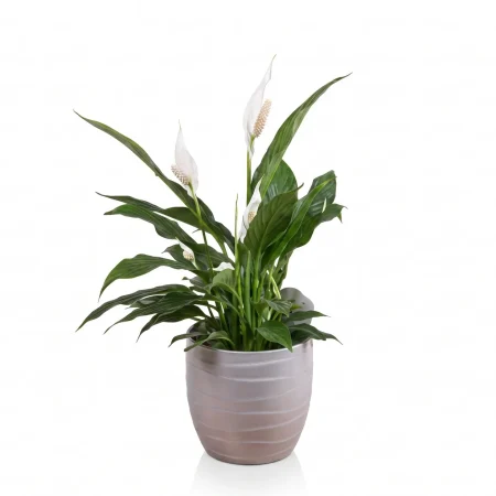 Spathiphyllum Small