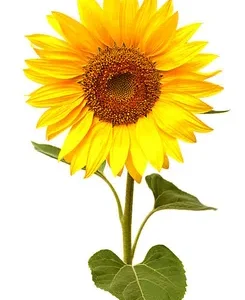 Sunflower Stem