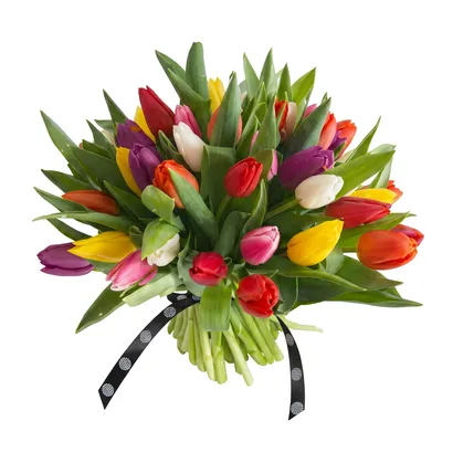 Tulips Temptation