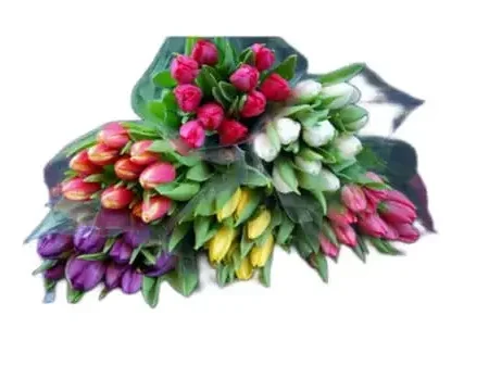 Tulips Treat