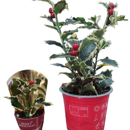 Ilex Holly Plant Small