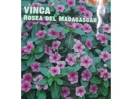Vinca Rosea Del Madagascar Seeds