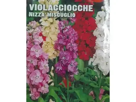 Violacciocche Nizza Miscuglio Seeds