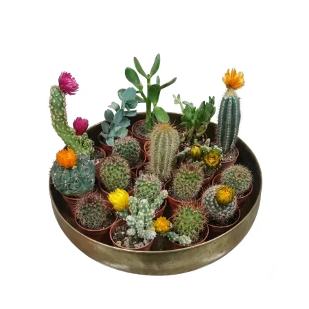 15 Cactus Mix