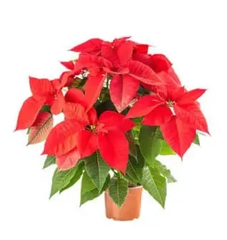 Fresh Pionsetta Plant Extra Large