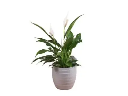 Spathiphyllum Medium
