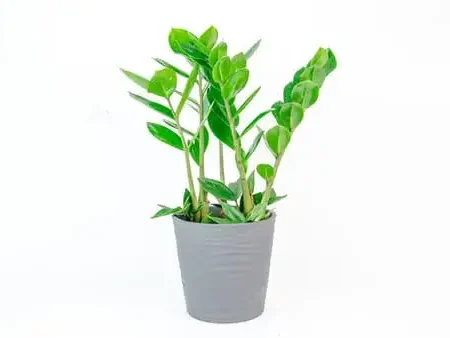 Zaminculcas Large