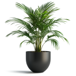 Indoor Plants