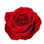 La Rosa Collection